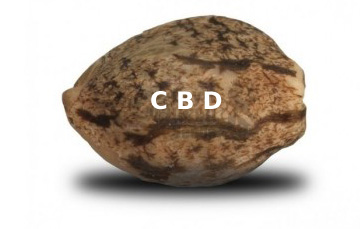 Wietzaden CBD