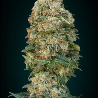 Afghan Skunk