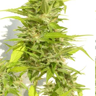 AK47 Auto Bulk Seeds