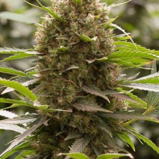 Amnesia Kush van Dinafem
