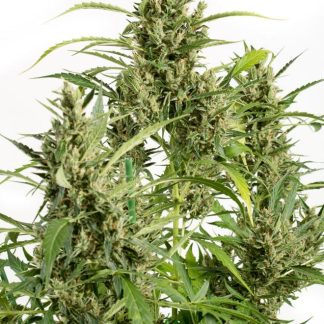Amnesia Auto