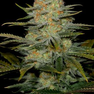 Amnesia CBD