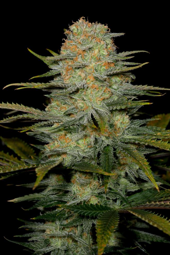 Amnesia CBD