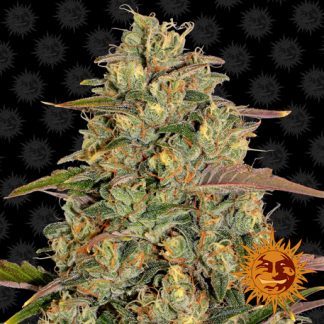 Amnesia Lemon