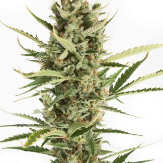 Amnesia XXL Auto