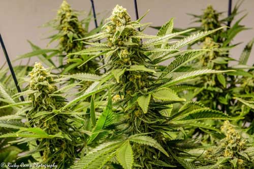 Apollo 13 Seeds