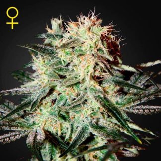 Arjan Strawberry Haze