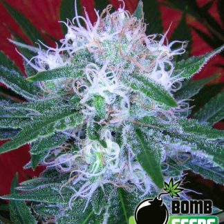 Auto Bomb