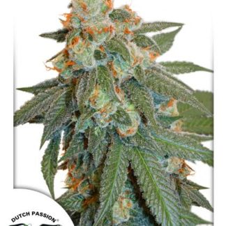 Auto Orange Bud