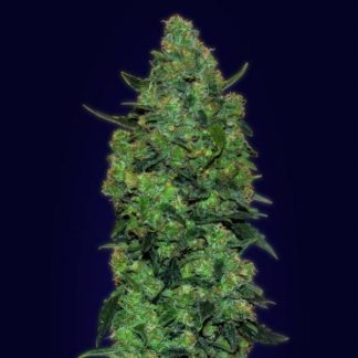 Auto Skunk Mass