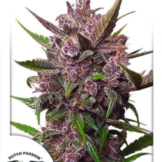Auto Blackberry Kush