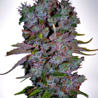 Auto Blueberry Domina