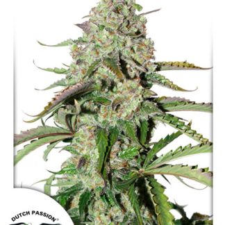 Auto Colorado Cookies