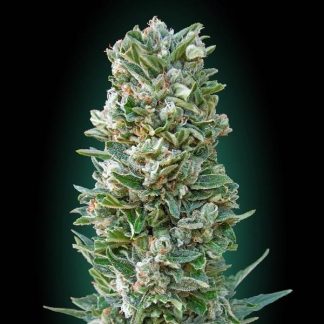 Auto Heavy Bud