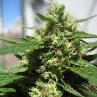 Auto King Kong