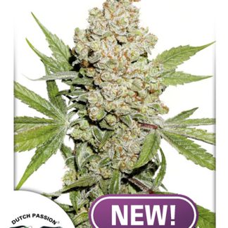 Auto Lemon Zkittle