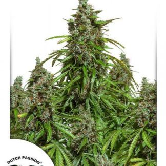 Auto Mazar Seeds from Dutch Passion