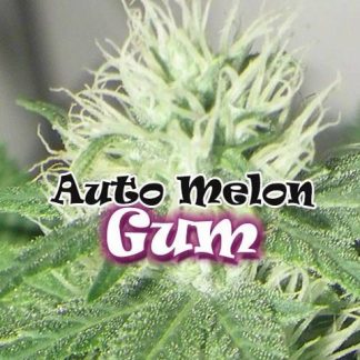 Car Melon Gum