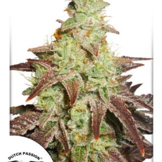 Auto Night Queen