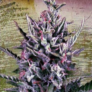 Auto Silver Bullet