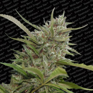 Auto White Berry