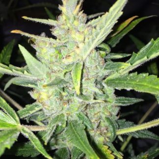 Auto White Widow X Big Bud
