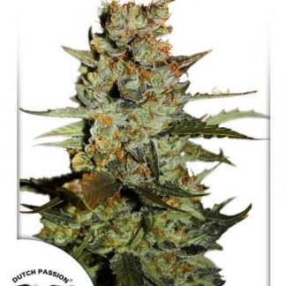 Auto Blueberry