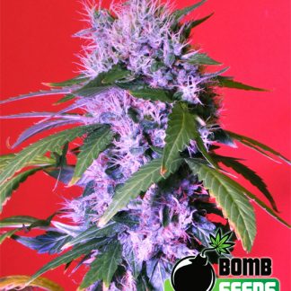 Berry Bomb Auto