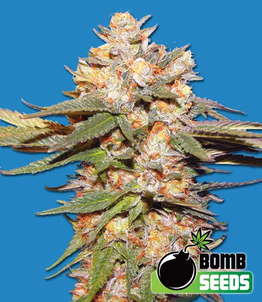 Big Bomb Auto