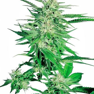 Big Bud