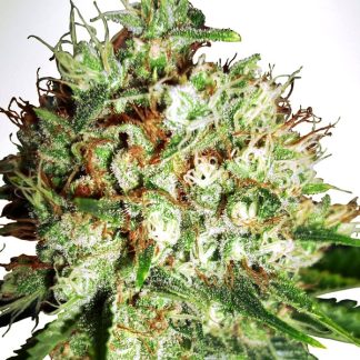 Big Bud XXL