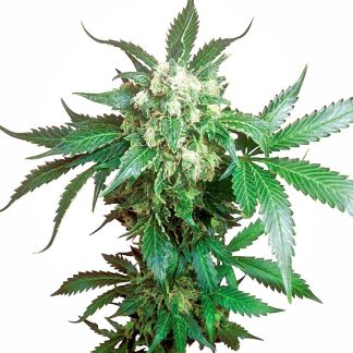 Black Domina
