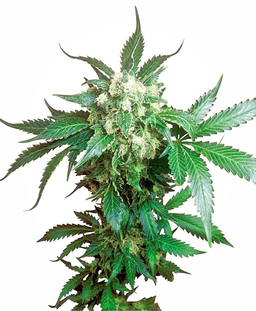 Black Domina