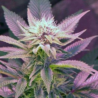 Blue Mystic Auto