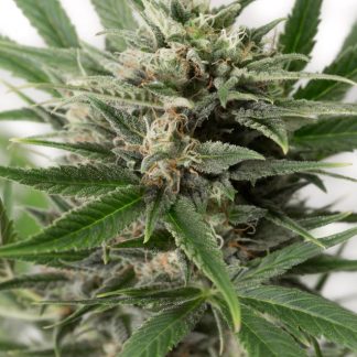 Blue Amnesia XXL Auto van Dinafem Seeds