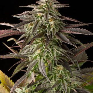 Blue Cheese zaden
