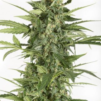 Blue Cheese Auto