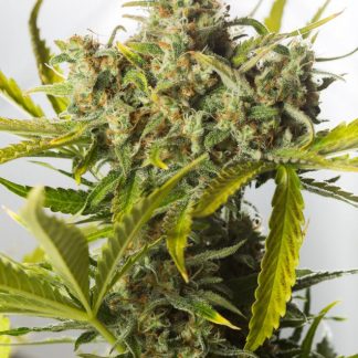Blue Critical Auto
