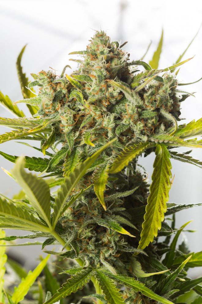 Blue Critical Auto