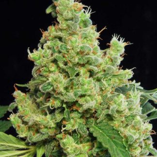 Blue Hash