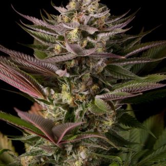 Blue Kush