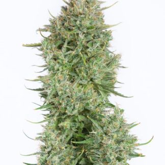 Blue Kush Auto
