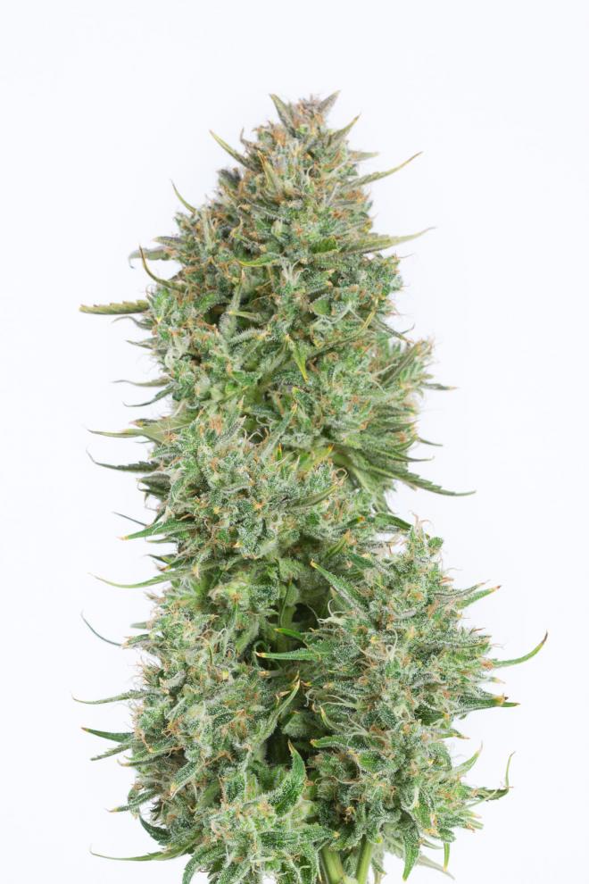 Blue Kush Auto