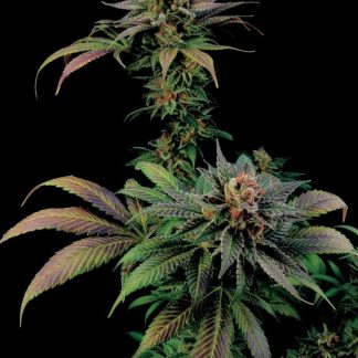 Blue Widow