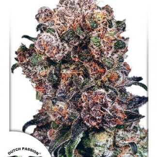 Blueberry Seeds | Dutch Passion