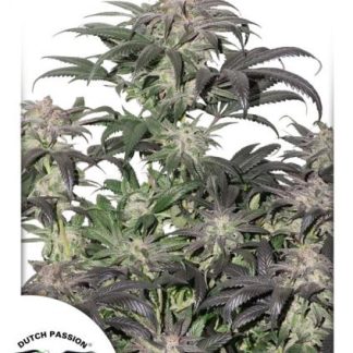 Bubba Island Kush