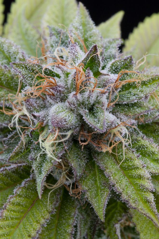 Bubba Kush