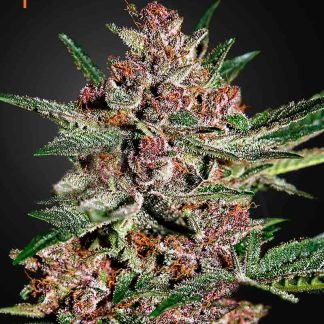 Bubba Kush