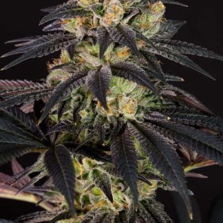 Bubba Kush CBD