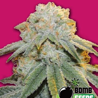 Bubble Bomb
